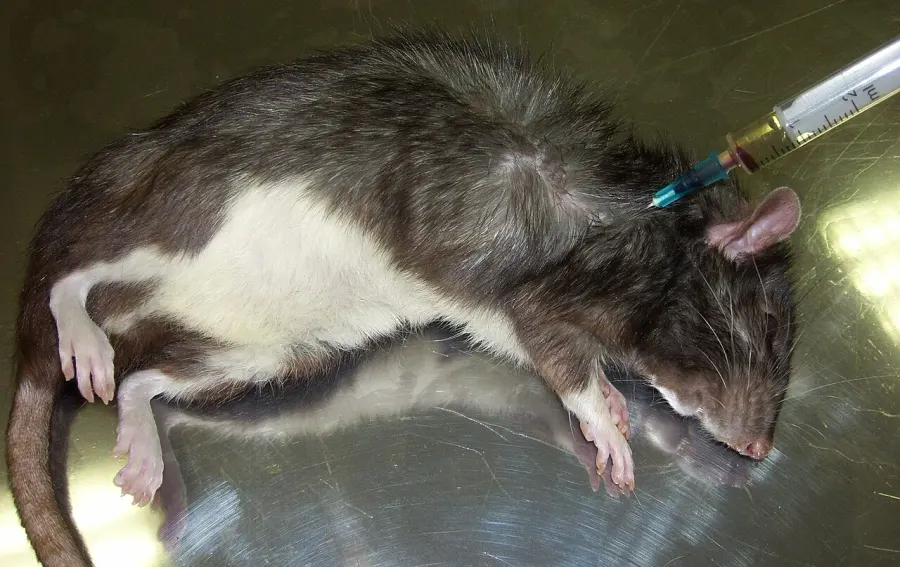 La carte Euthanasie