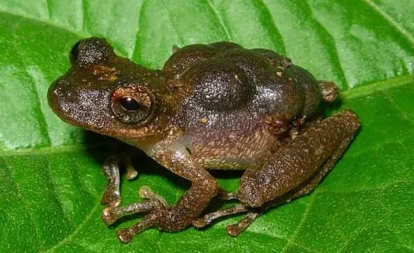 The Flectonotus card