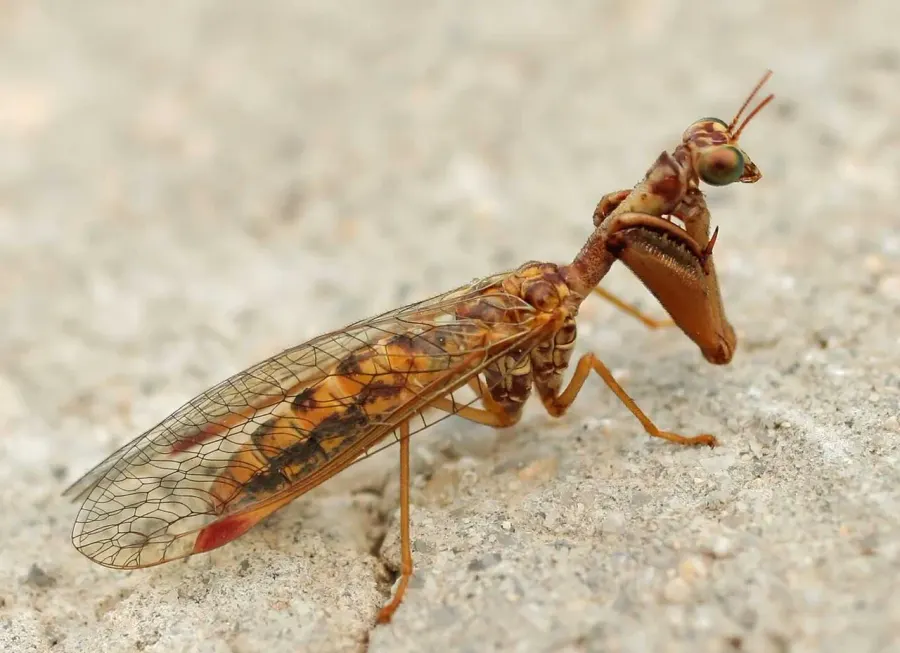 La carte Mantispidae