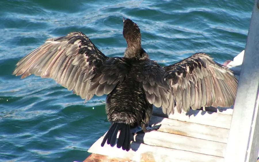 La carte Cormoran du Cap