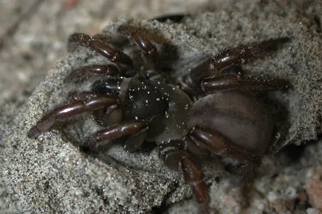 The Wafer-lid trapdoor spider card