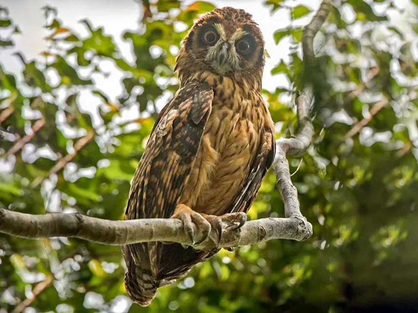 La carte Hibou redoutable