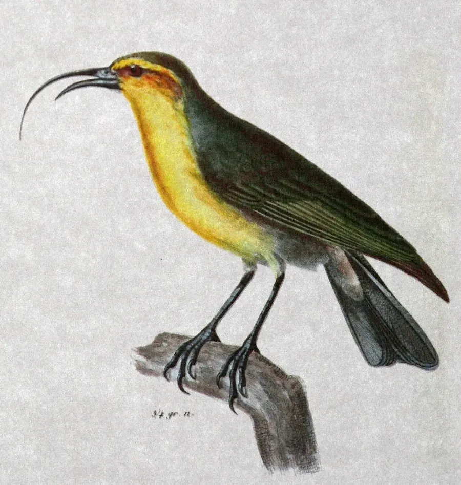 The Nukupuʻu card