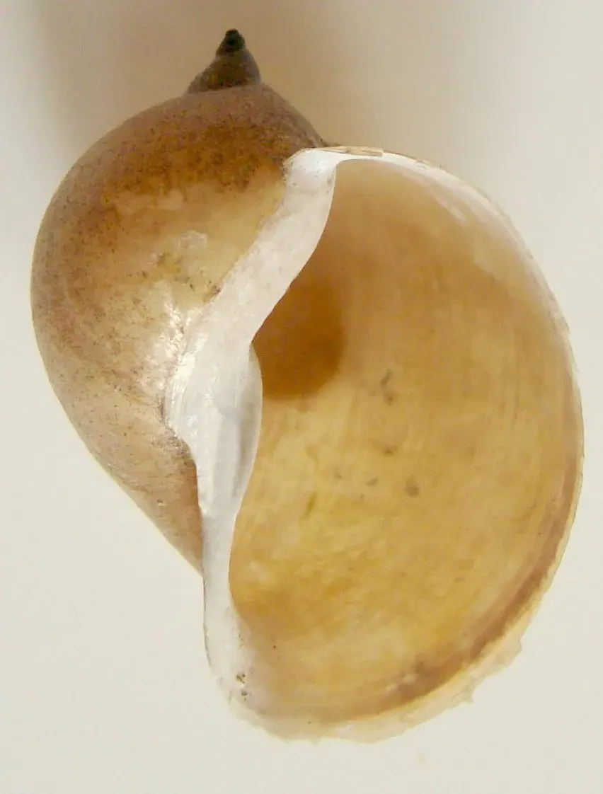 The Radix auricularia card