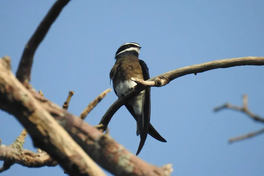 The Whiskered treeswift card