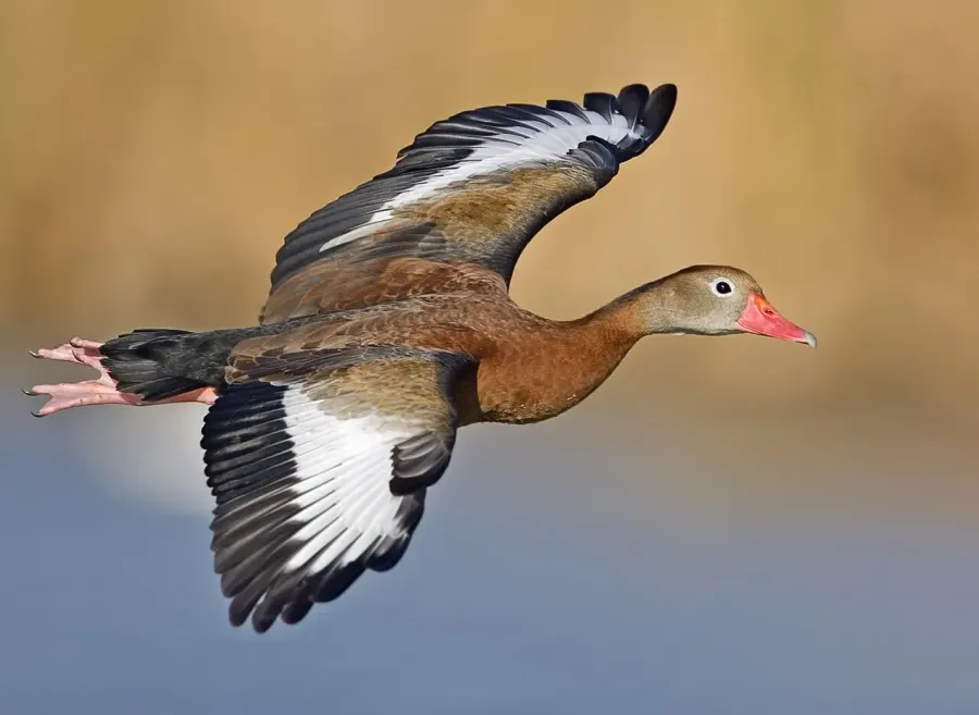 The Whistling duck card