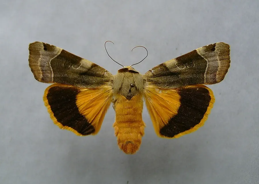 La carte Noctua fimbriata
