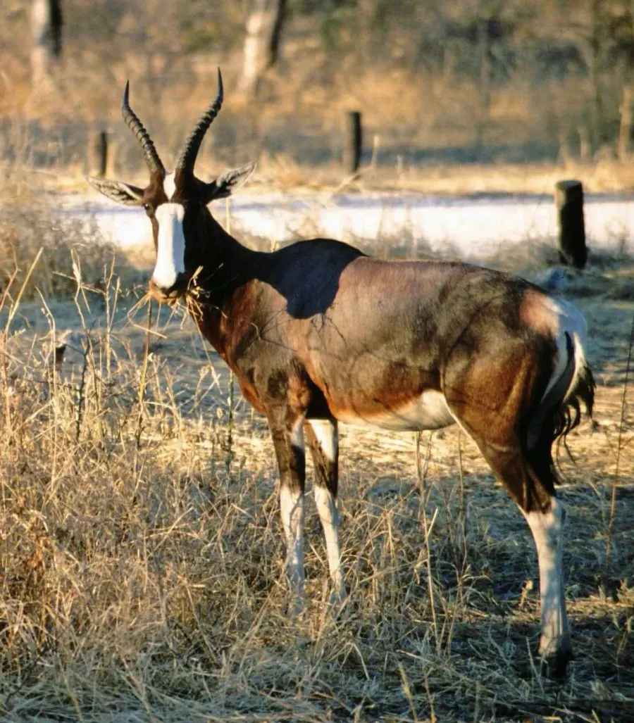 The Bontebok card
