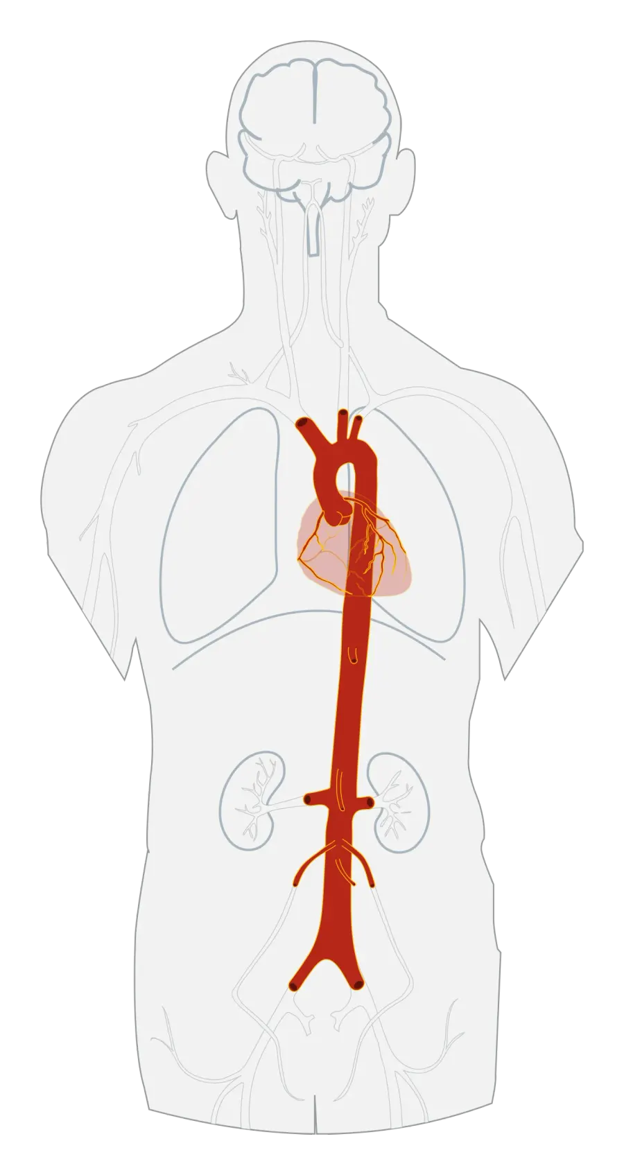 La carte Aorte