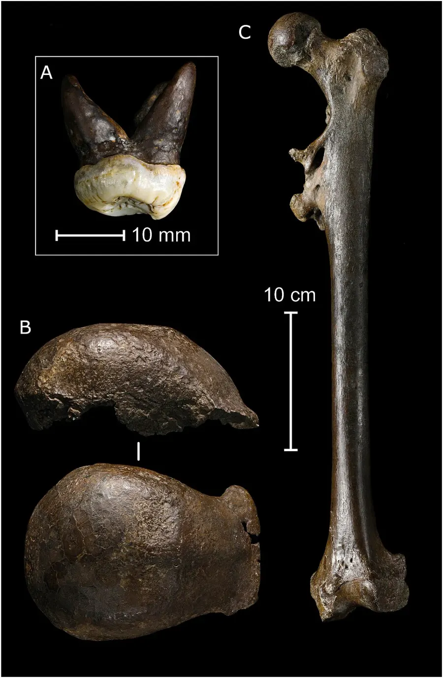 La carte Homo erectus