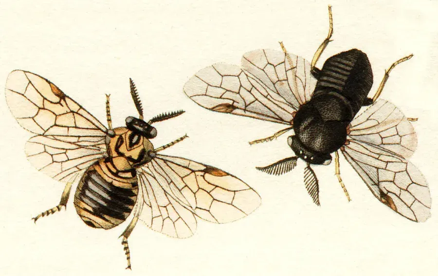 La carte Diprionidae