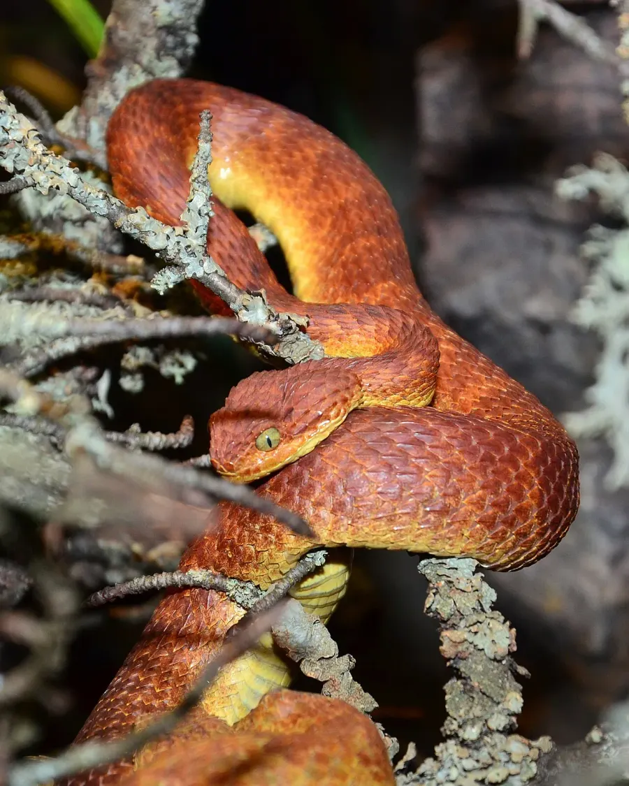 La carte Atheris