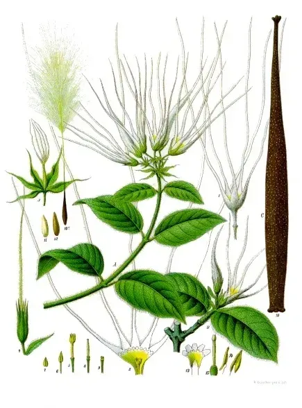 The Strophanthus hispidus card