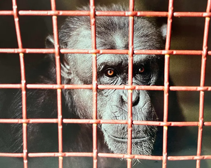 La carte Nim Chimpsky