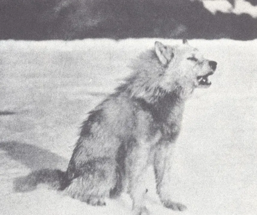 La carte Loup du Groenland