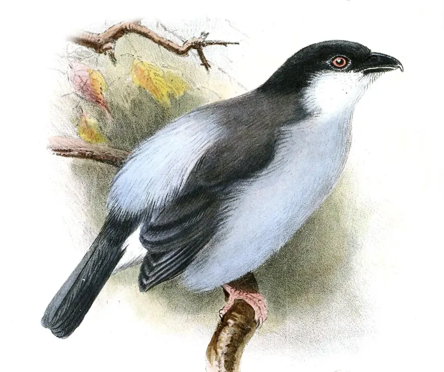 The Pink-footed puffback card