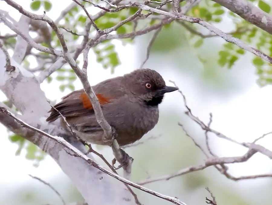 The Red-shouldered spinetail card