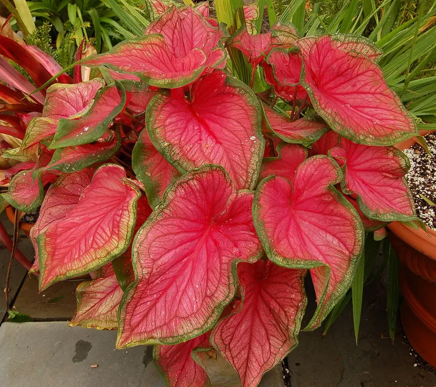 La carte Caladium bicolor