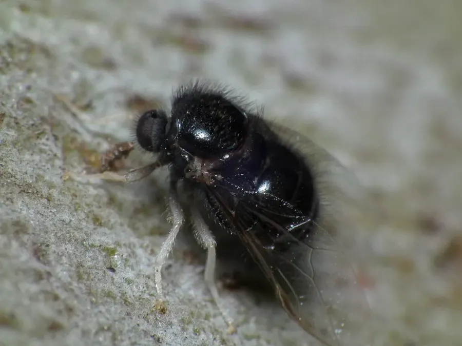 La carte Acroceridae