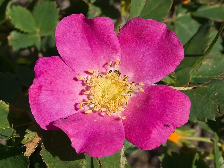 The Rosa woodsii card