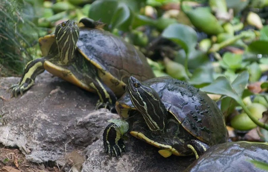 La carte Trachemys decorata