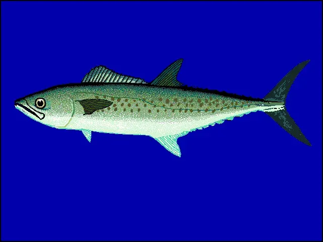 The West African Spanish mackerel card