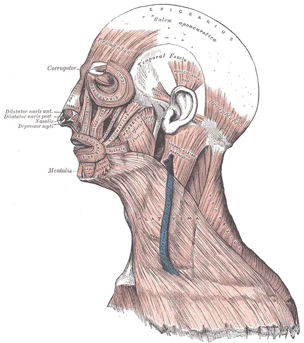 The Temporoparietalis muscle card