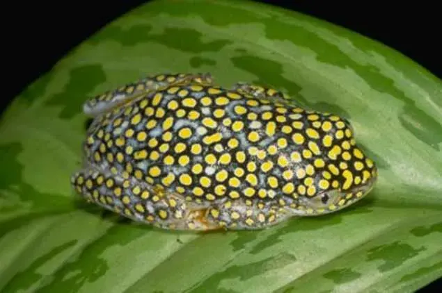 La carte Heterixalus alboguttatus