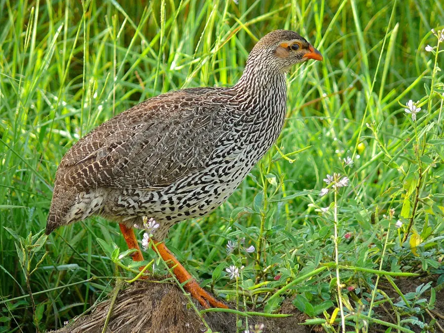 The Heuglin's spurfowl card
