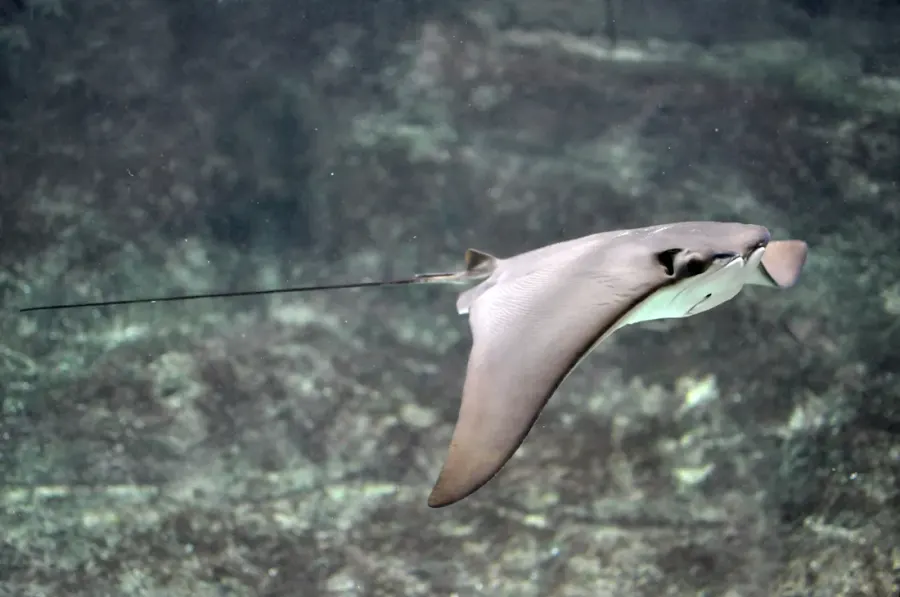 The Cownose ray card