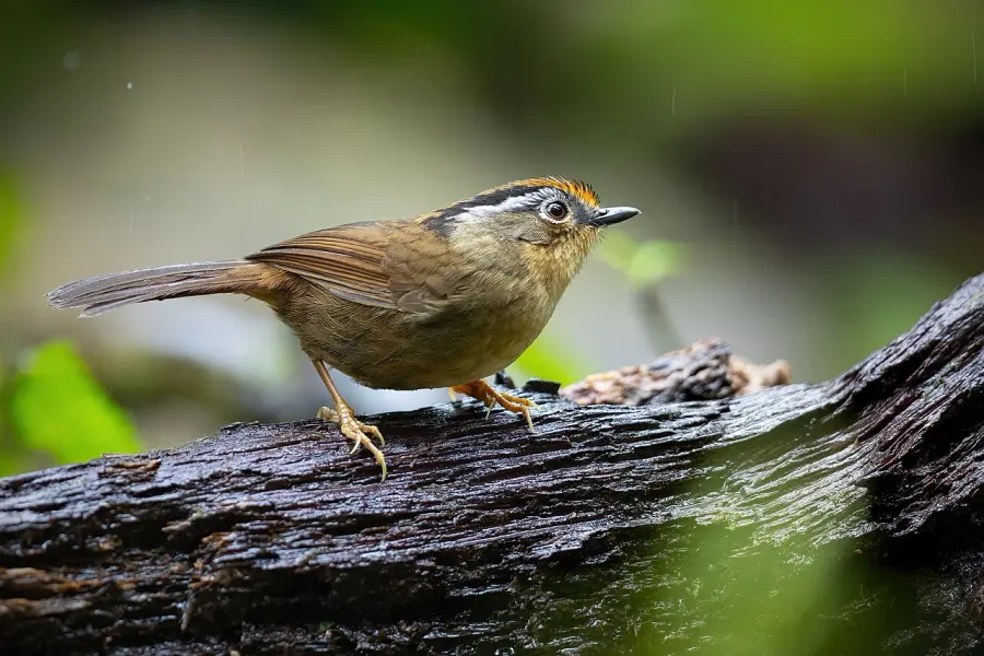 The Rusty-capped fulvetta card
