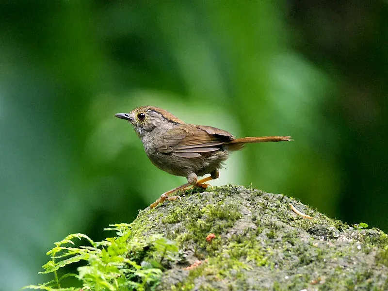 The Dusky fulvetta card