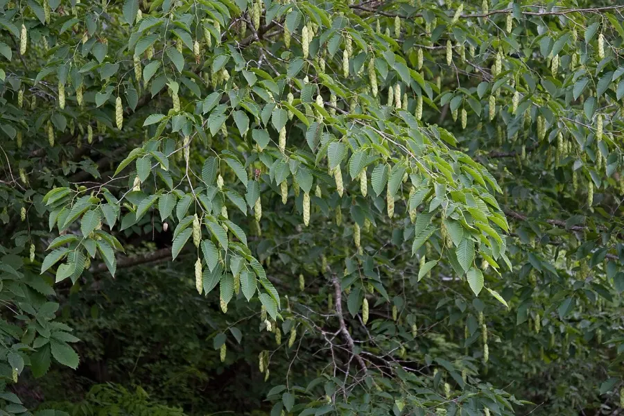 The Carpinus cordata card