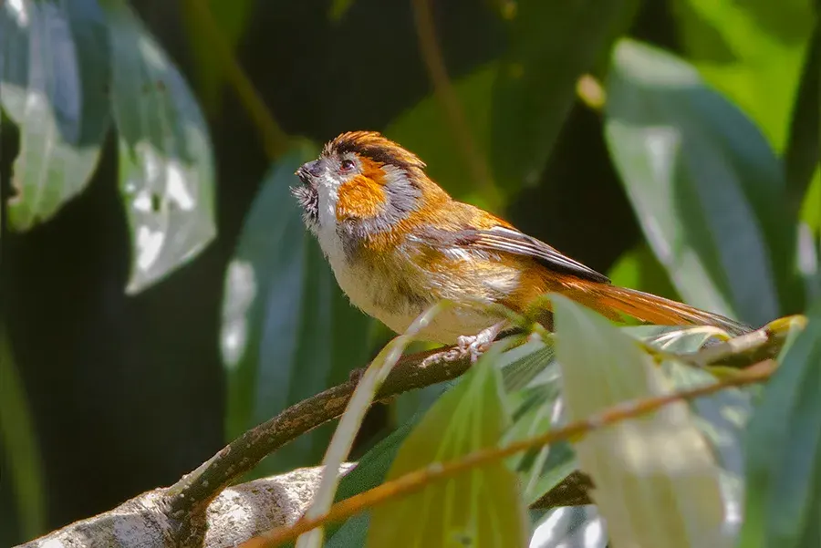 The Parrotbill card