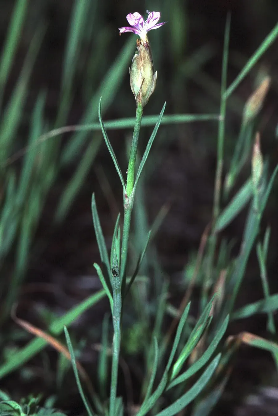 The Petrorhagia prolifera card