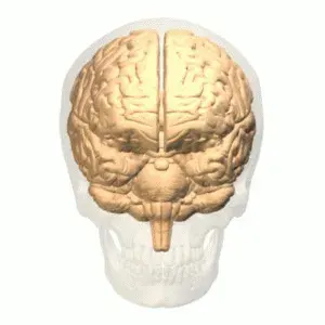 The Angular gyrus card