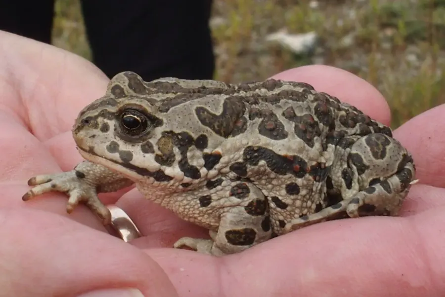 The Mongolian toad card