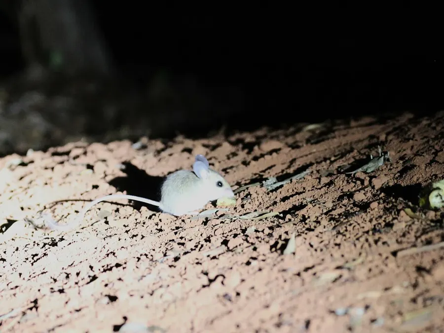 The Big-footed mouse card