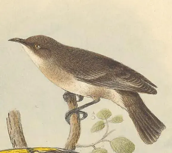 The Grey honeyeater card