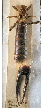 The Saint Helena earwig card