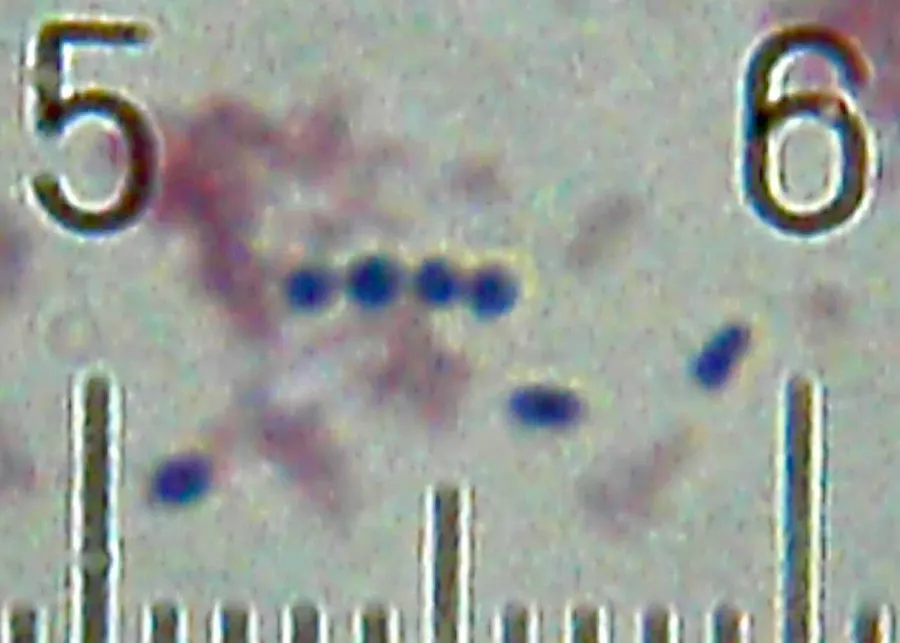 La carte Streptococcus thermophilus