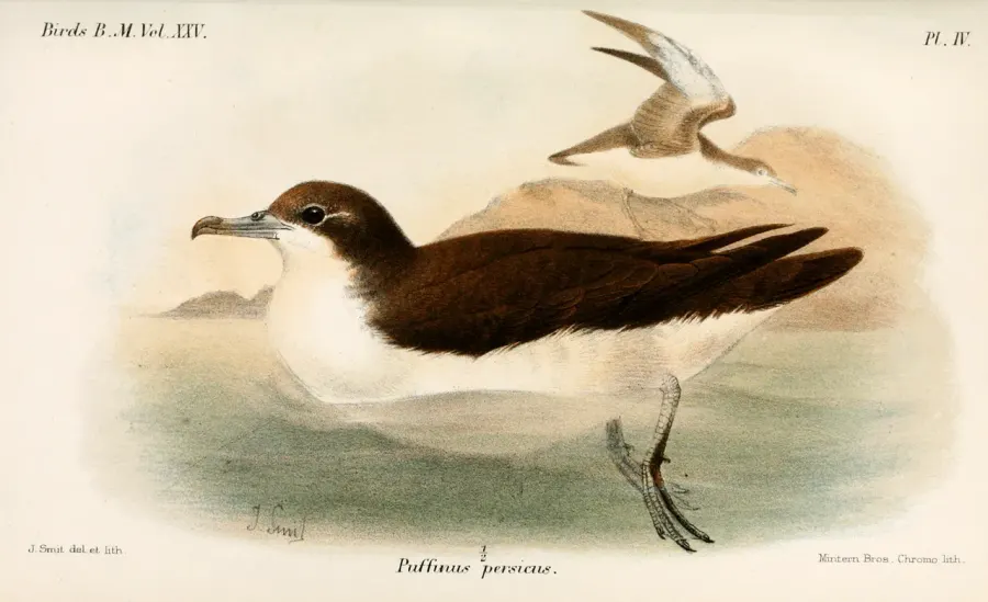 The Persian shearwater card