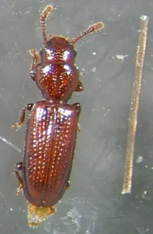 La carte Jacobsoniidae