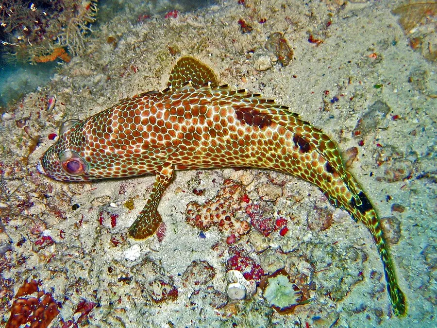 The Epinephelus spilotoceps card