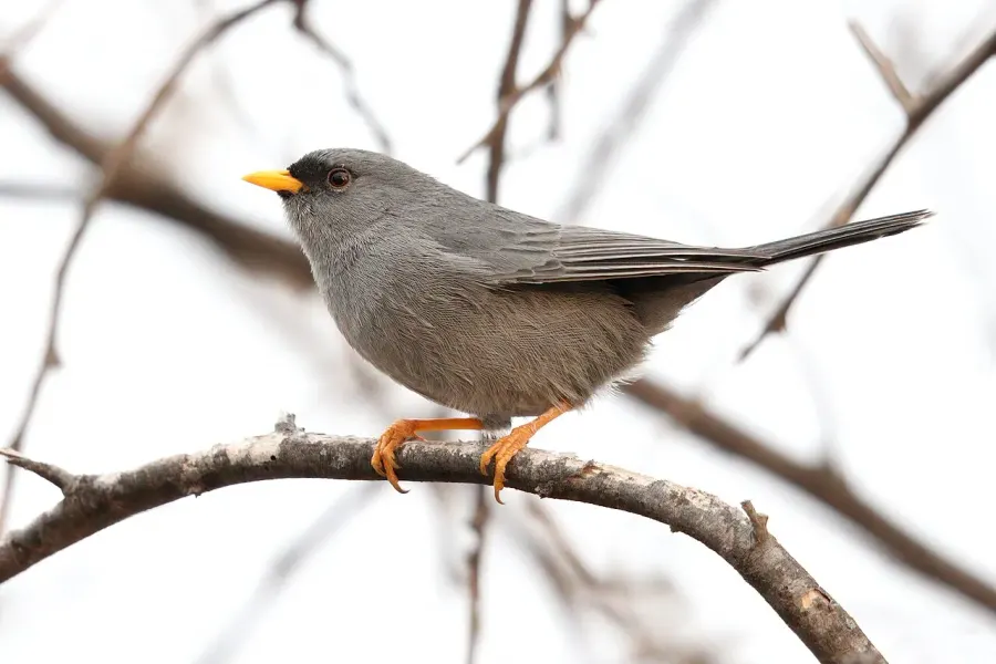 The Slender-billed finch card