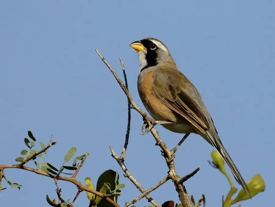 The Many-colored Chaco finch card