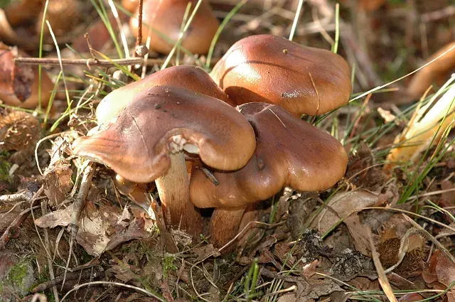 The Tricholoma ustale card