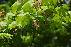 La carte Acer pseudosieboldianum