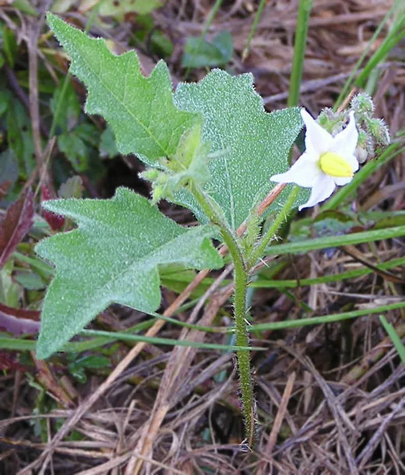 The Solanum carolinense card
