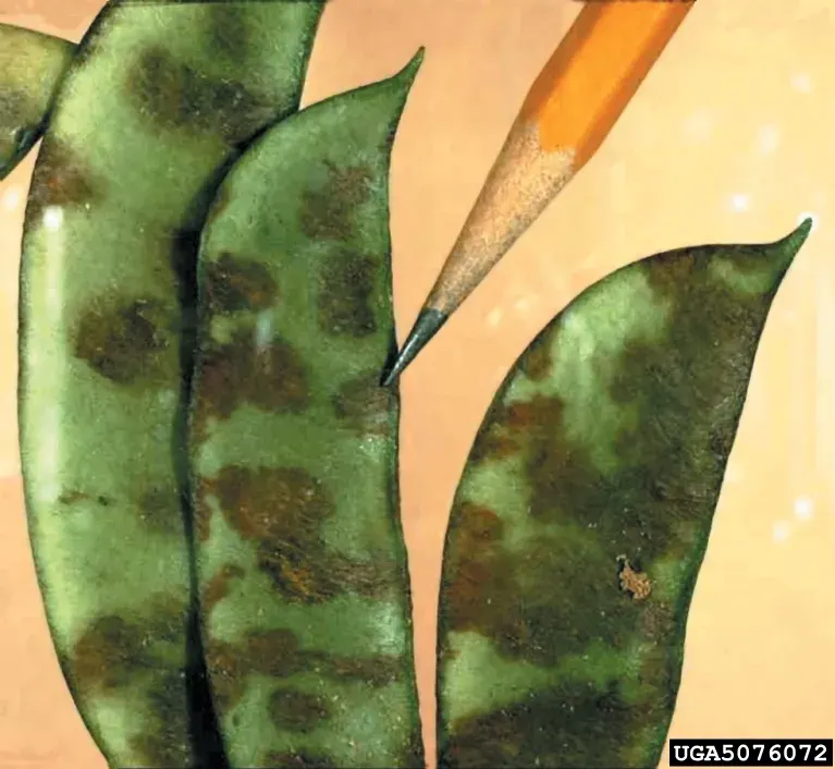 The Colletotrichum card